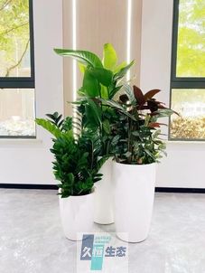 安吉写字楼办公室公共区域走道绿植租摆高中低搭配